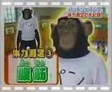 monkey