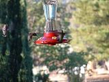 Hummingbirds.jpg image by stuff4terry